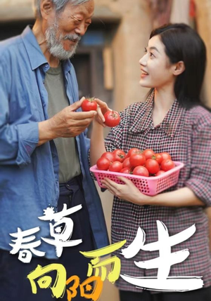 春草向阳而生（53集）网上可以看吗