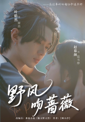 野风吻蔷薇（78集）短剧有好货推荐