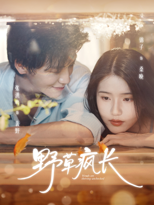 野草疯长（71集）百度网盘在线看