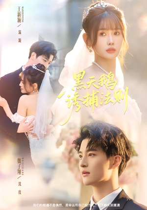 黑天鹅诱捕法册（80集）经典老剧免费看