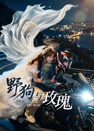野狗与玫瑰（30集）精彩短剧又来了